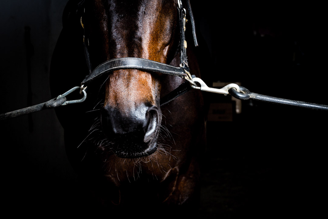 Acavallo - accessori per cavallo - Foto di Roberto Bragotto
