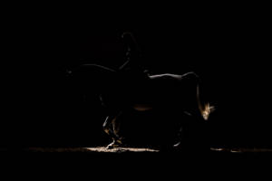 Acavallo - accessori per cavallo - Foto di Roberto Bragotto
